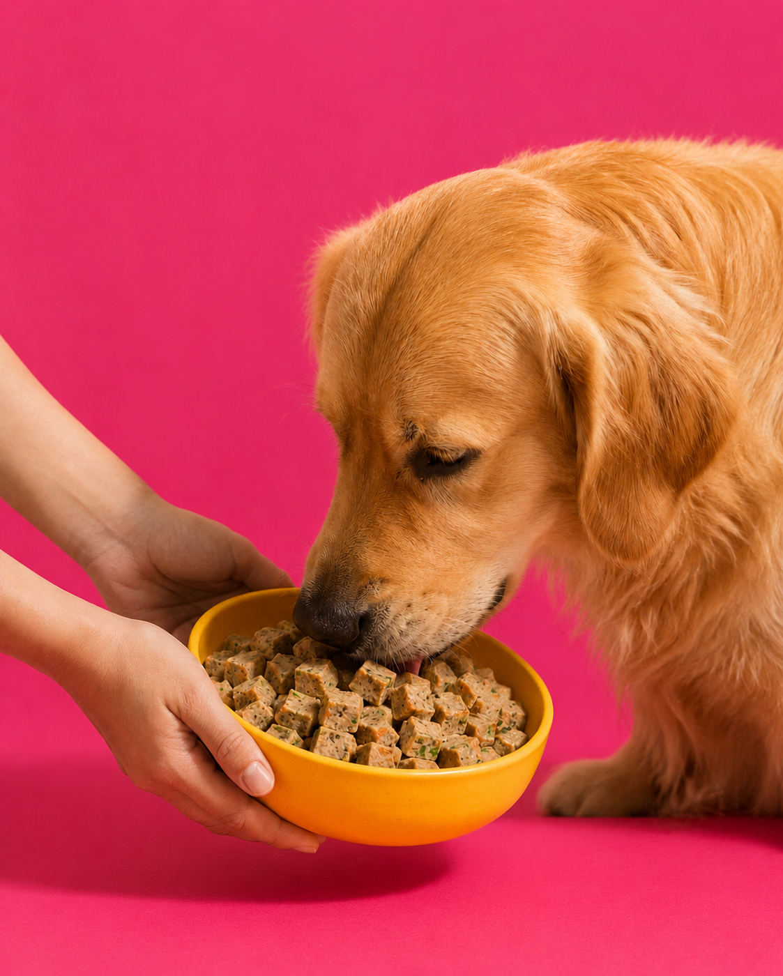 Chicken Pet Meal serving visual